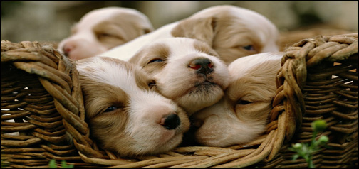 Cute Puppies