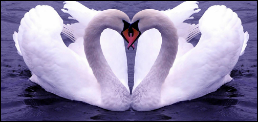 Love Heat Swans