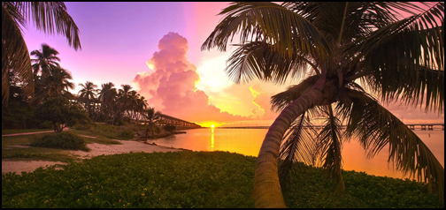 Palm Tree Sunset