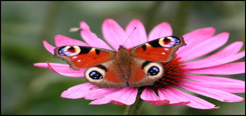 Pink Daisy With Butterfly