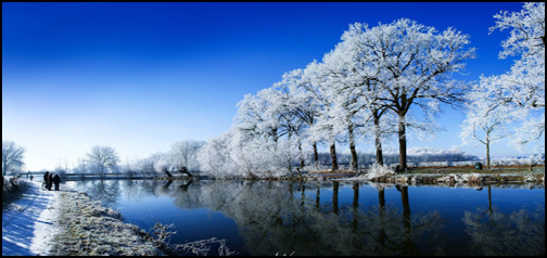 Snowy Trees At The Lake