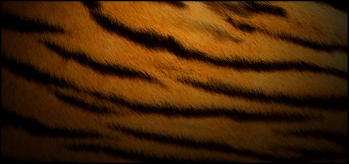 Tiger Pattern