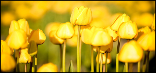 Yellow Tulips