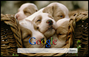 Cute Puppies