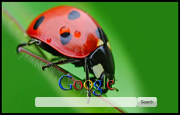 Lady Bug