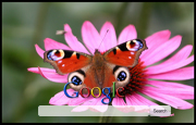 Pink Daisy With Butterfly